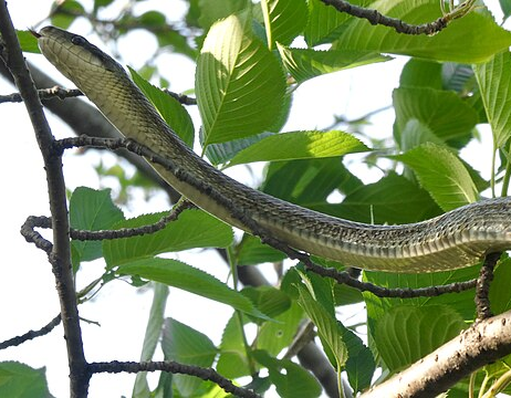 Japanese rat snake