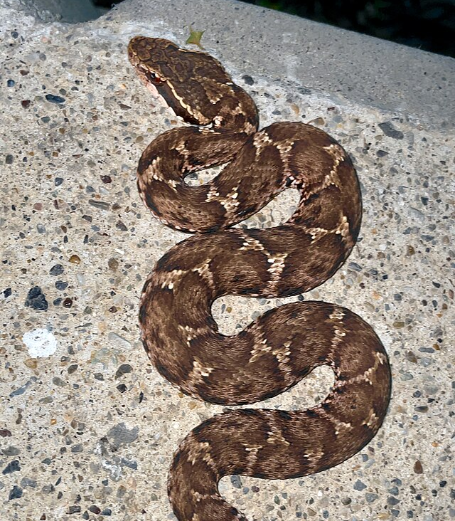 Japanese pit viper