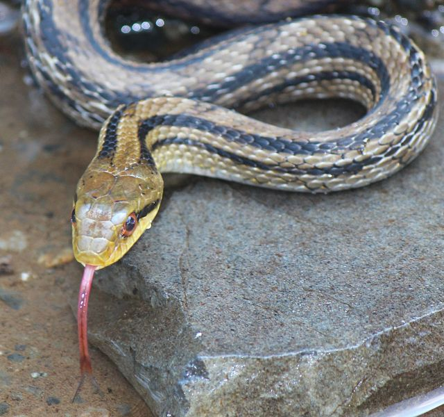 Japanese four-lined rat snake