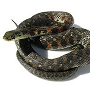 Tiger keelback